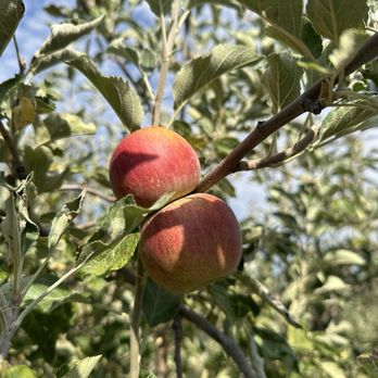 VOLCAN VALLEY APPLE FARM - Updated February 2026 - 260 Photos & 139