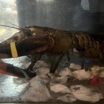 Lobster Trap - Good looking lobsters in the tank. - Seafood Near Me - North Conway, New Hampshire
