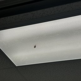 Bug in the bathroom Bug in the bathroom