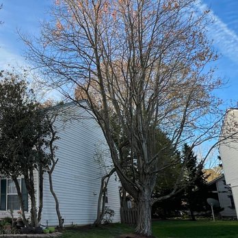 Mountain To Sea Tree Service - Before - Tree Services Near Me Mountain To Sea Tree Service - Before - Tree Services Near Me
