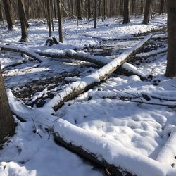 Frohring Meadows - After a snow storm during the holidays several fallen trees were on the path.