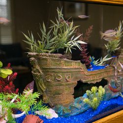 Murphy Dental Group - How could we not have a fish tank?