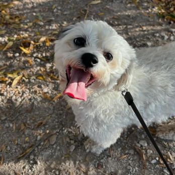 Tail Wags & Walks - Pet Sitting Near Me - Duluth, Minnesota Tail Wags & Walks - Pet Sitting Near Me - Duluth, Minnesota