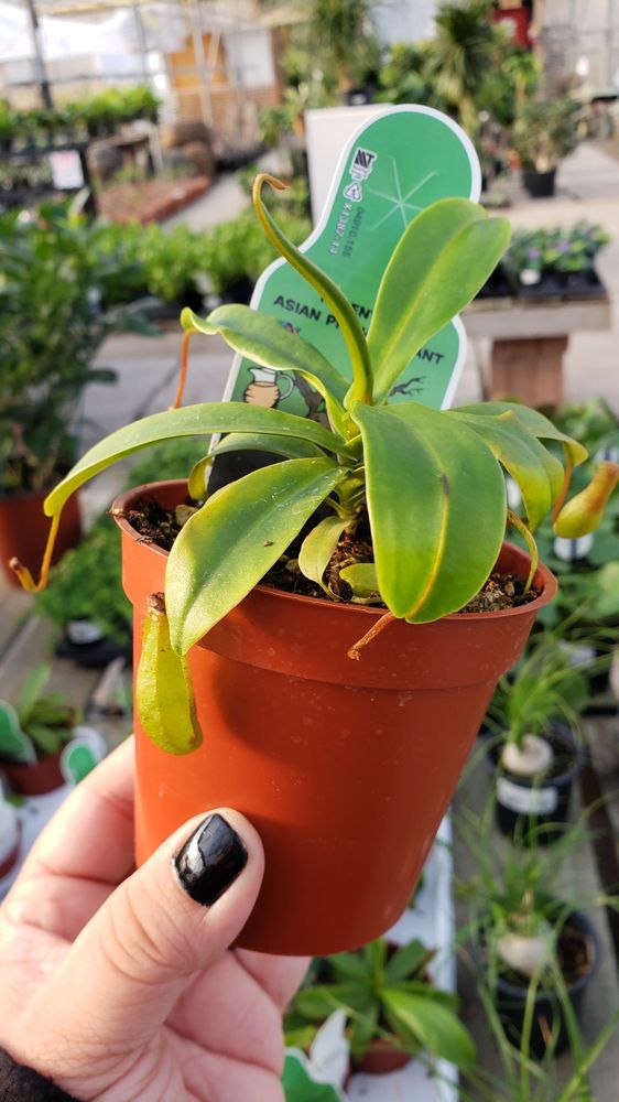 HARPER’S GARDEN CENTRE Updated September 2024 1039 Wilson Street E