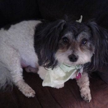 Marilyn's Voice - Pet Services Near Me Marilyn's Voice - Pet Services Near Me