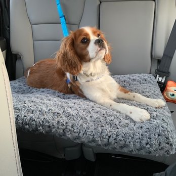 Royal Flush Cavaliers - Pet Breeders Near Me - St. Augustine, Florida