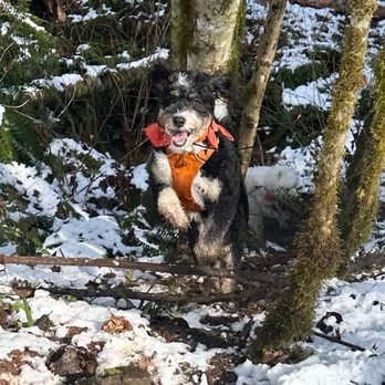 Dog Adventures Northwest - Adventuring! - Pet Sitting Near Me Dog Adventures Northwest - Adventuring! - Pet Sitting Near Me
