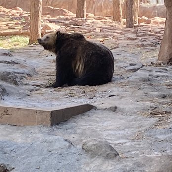 Bearizona - Zoos Near Me - Williams, Arizona