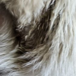 Pet Retreat