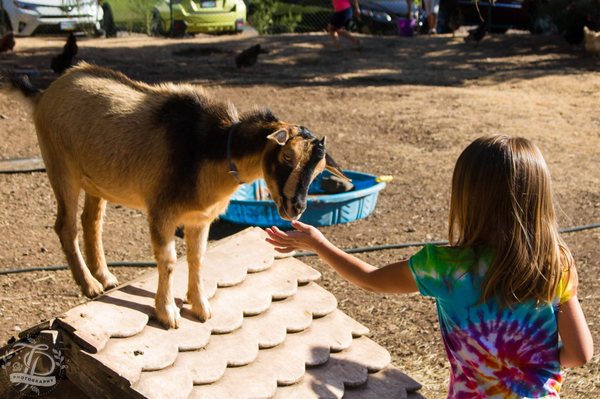 Sweet Springs Family Farm by null