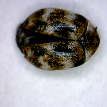 Beach Pest Control Service - Carpet Beetle - Pest Control Near Me