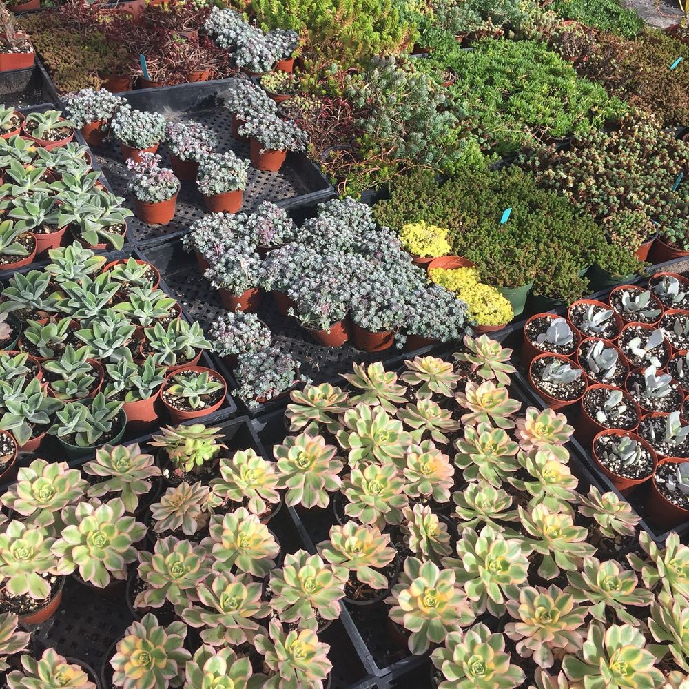 California Cactus Ranch - Nurseries & Gardening Near Me - Reseda, California California Cactus Ranch - Nurseries & Gardening Near Me - Reseda, California