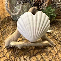 Tidepools - Heart shaped seashell