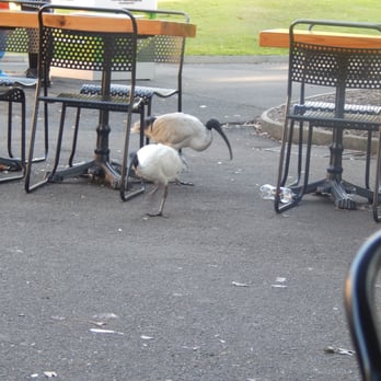 Botanic Gardens Café - Outside Dining Area - Australian White Ibis in Premises - Cafes Near Me - Sydney, NSW