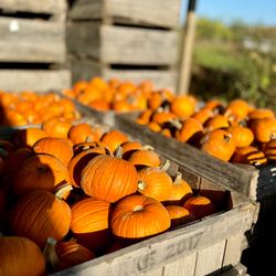Prospect Hill Orchards - Pumpkin picking