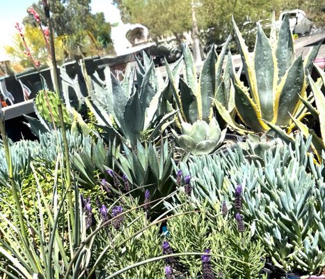 Yuma Nursery Supply