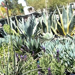 Yuma Nursery Supply