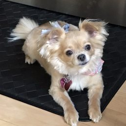 Our "Miley" is so happy with her new look! Her coat was super soft. They did a great job! I give them 5***** #0411/2017 Our "Miley" is so happy with her new look! Her coat was super soft. They did a great job! I give them 5***** #0411/2017