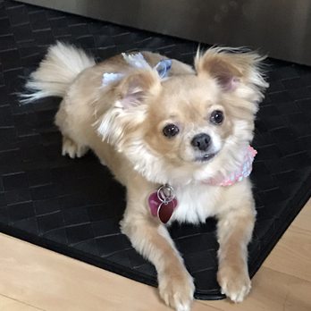 Petco - Our "Miley" is so happy with her new look! Her coat was super soft. They did a great job! I give them 5***** #0411/2017 - Pet Stores Near Me - Covington, Washington Petco - Our "Miley" is so happy with her new look! Her coat was super soft. They did a great job! I give them 5***** #0411/2017 - Pet Stores Near Me - Covington, Washington
