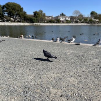 Hidden Lake Park - Bird - Local Flavor Near Me - Milpitas, California Hidden Lake Park - Bird - Local Flavor Near Me - Milpitas, California