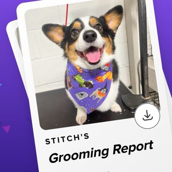 The Dog Salon - Pet Groomers Near Me - Charlotte, North Carolina