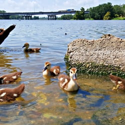 City-Brooks Community Park - Cute Duck Family  :)