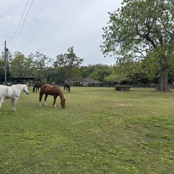 Boone Hall Plantation - Plantation horses - Venues & Event Spaces Near Me - Mount Pleasant, South Carolina Boone Hall Plantation - Plantation horses - Venues & Event Spaces Near Me - Mount Pleasant, South Carolina