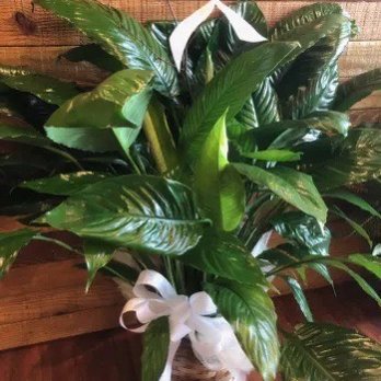 Something Special Florist - Peace Lily ordered from Something Special Florist 3/19/2022 - Florists Near Me - Columbia, South Carolina Something Special Florist - Peace Lily ordered from Something Special Florist 3/19/2022 - Florists Near Me - Columbia, South Carolina