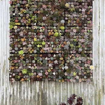 Succulent Gardens - Wall display - Nurseries & Gardening Near Me - Castroville, California