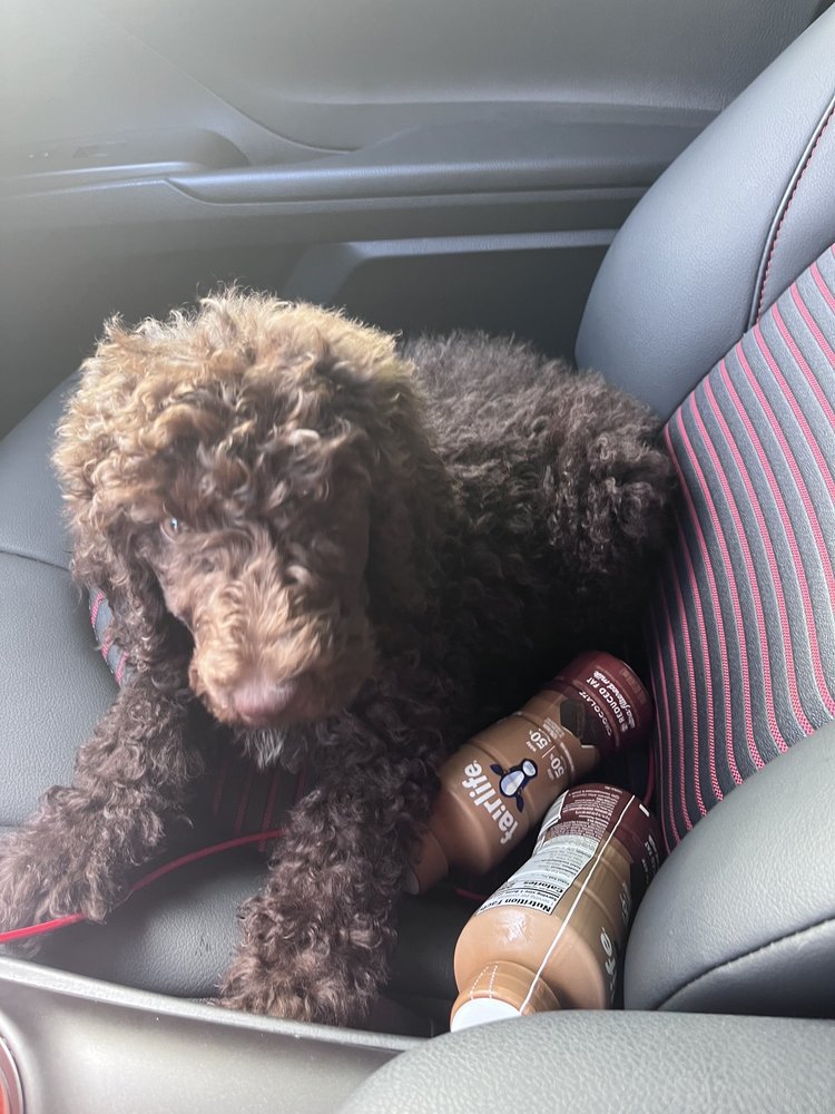 HAPPY TAILS PET GROOMING 22 Photos & 29 Reviews 19987 Panama City