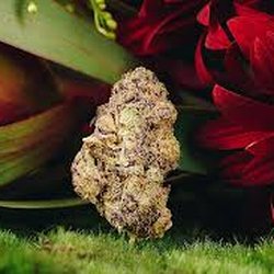 Extractshak CBD Wellness & Delta-8