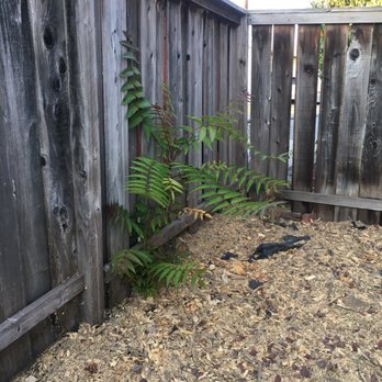 Lorenzo's Tree Service - Update: tree growing back :/ - Tree Services Near Me Lorenzo's Tree Service - Update: tree growing back :/ - Tree Services Near Me