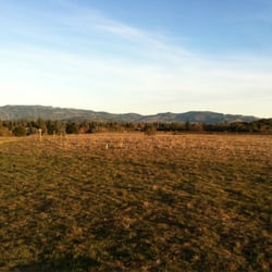 Canine Commons Dog Park - Top of the hill in the off leash area