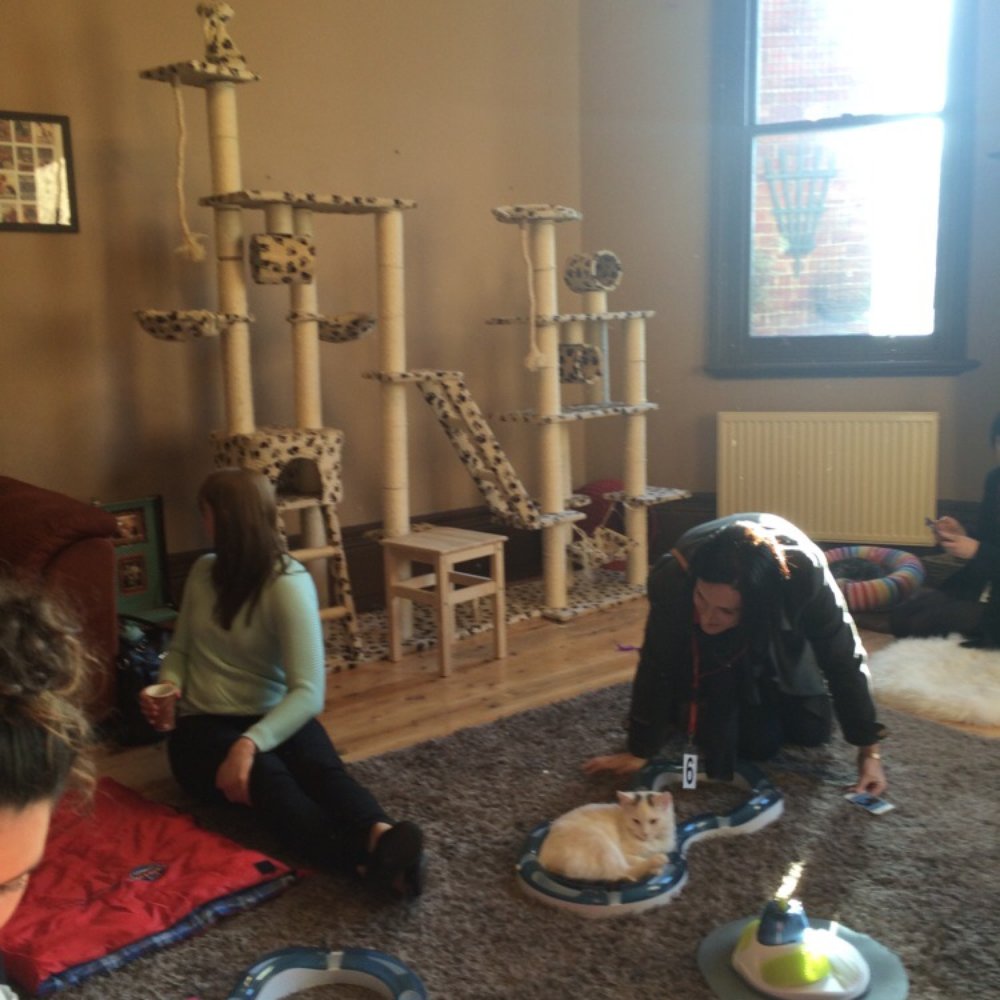 Cat Cafe Melbourne - Themed Cafes Near Me - Melbourne, VIC