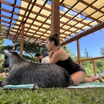 808 Goat Yoga - My daughter and Simon the only male goat. :) - Yoga Near Me - Kilauea, Hawaii