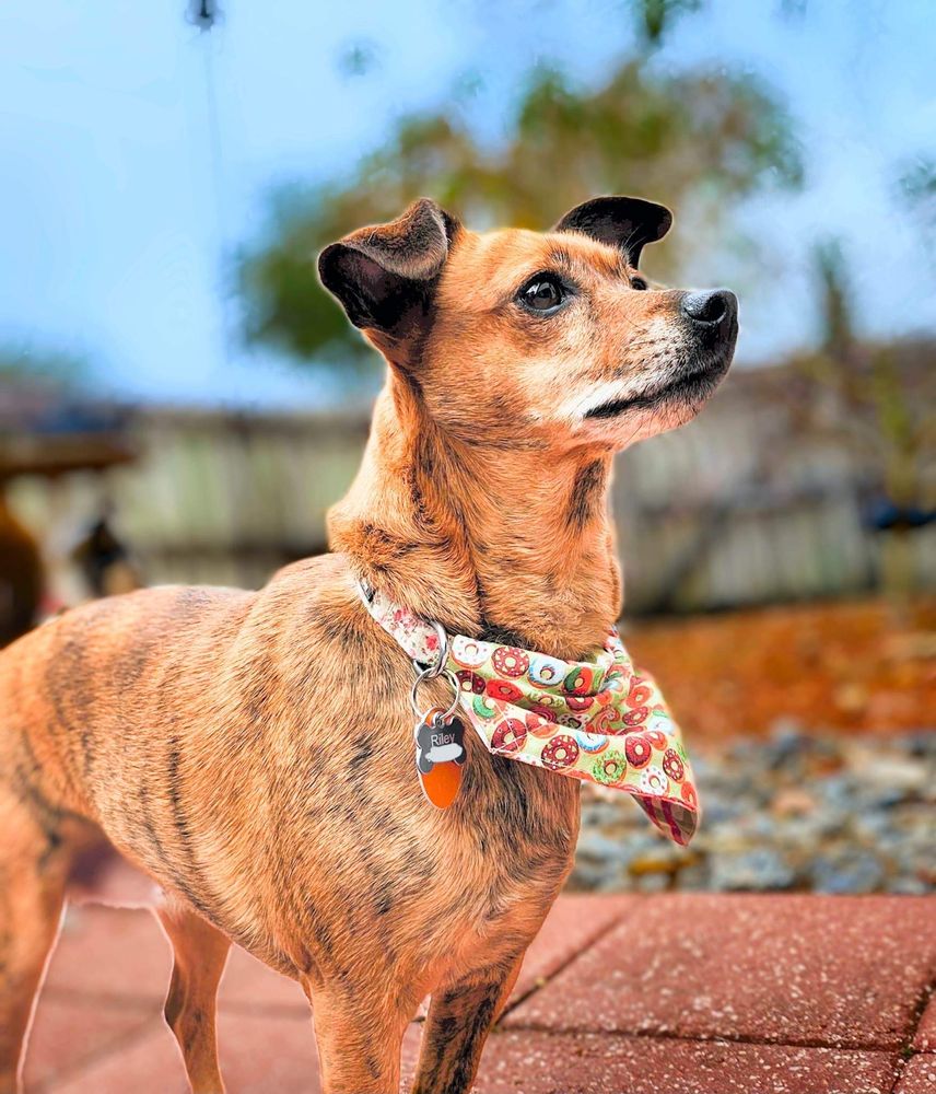 Paws Up Paradise - pet boarding facility in Lake Mary, FL