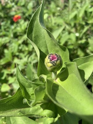Photo of Mezger Family Zinnia Patch - Woodland, CA, US.