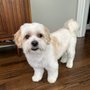 Photo of Puppy United