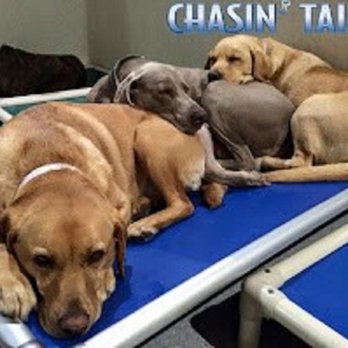 Chasin' Tails - Photo - Pet Groomers Near Me - Calgary, Alberta Chasin' Tails - Photo - Pet Groomers Near Me - Calgary, Alberta