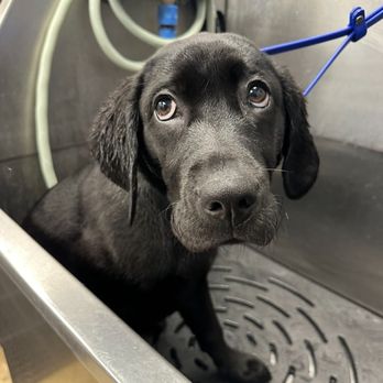 Sham-Paws Self Serve Dog Wash - Bear just after a quick wash! - Pet Groomers Near Me - Placentia, California Sham-Paws Self Serve Dog Wash - Bear just after a quick wash! - Pet Groomers Near Me - Placentia, California