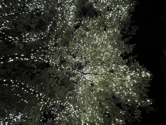 Domain NORTHSIDE by null
