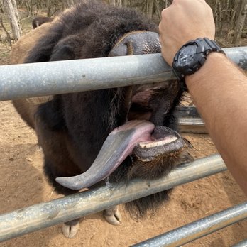 Chestatee Wild Life Preserve - Zoos Near Me - Dahlonega, Georgia