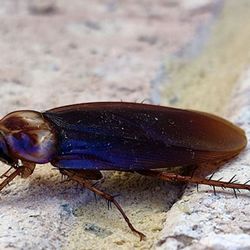 Gladwyne Pest Control