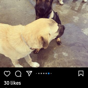 Dogtopia - Pet Services Near Me - San Marcos, California