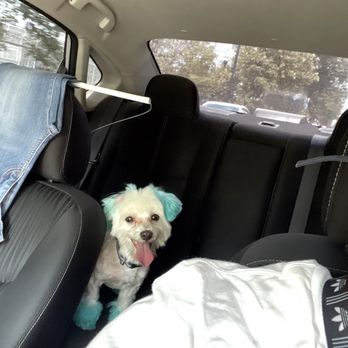 Donna's Loving Doggy Palace - Happy pup! - Pet Groomers Near Me - Chicago, Illinois Donna's Loving Doggy Palace - Happy pup! - Pet Groomers Near Me - Chicago, Illinois