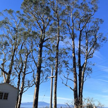 The Tree Solution Corporation - Tree trimming - Tree Services Near Me - El Sobrante, California The Tree Solution Corporation - Tree trimming - Tree Services Near Me - El Sobrante, California