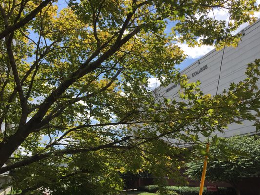 Meharry Medical College by null