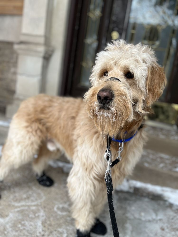 ENZOLEN CANINE Darien, Illinois Pet Boarding Phone Number Yelp