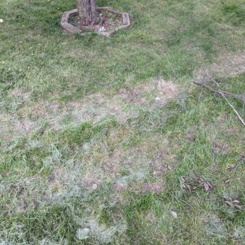 Jose's Trees Inc. - Ruined grass - Tree Services Near Me
