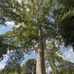 Parc Monceau - Été 2026 ...